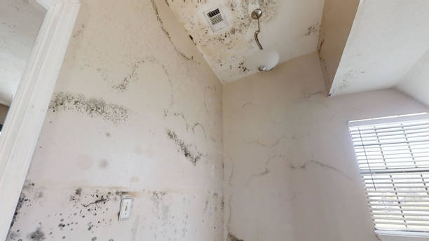 Best Mold Remediation for Healthcare Facilities  in Meggett, SC