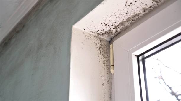 Best Industrial Mold Remediation  in Meggett, SC