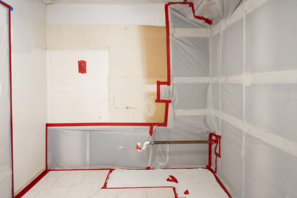 Best Basement Mold Removal  in Meggett, SC