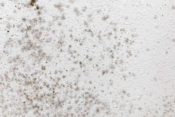 Best Comprehensive Air Testing for Mold Contaminants  in Meggett, SC