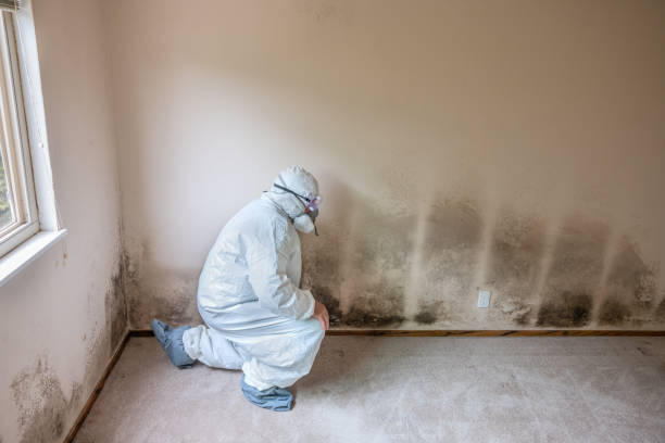 Mold Removal for HVAC Installations in Meggett, SC