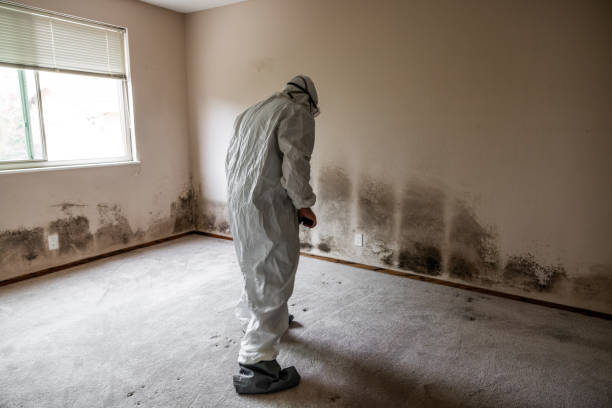 Best Attic Mold Removal  in Meggett, SC